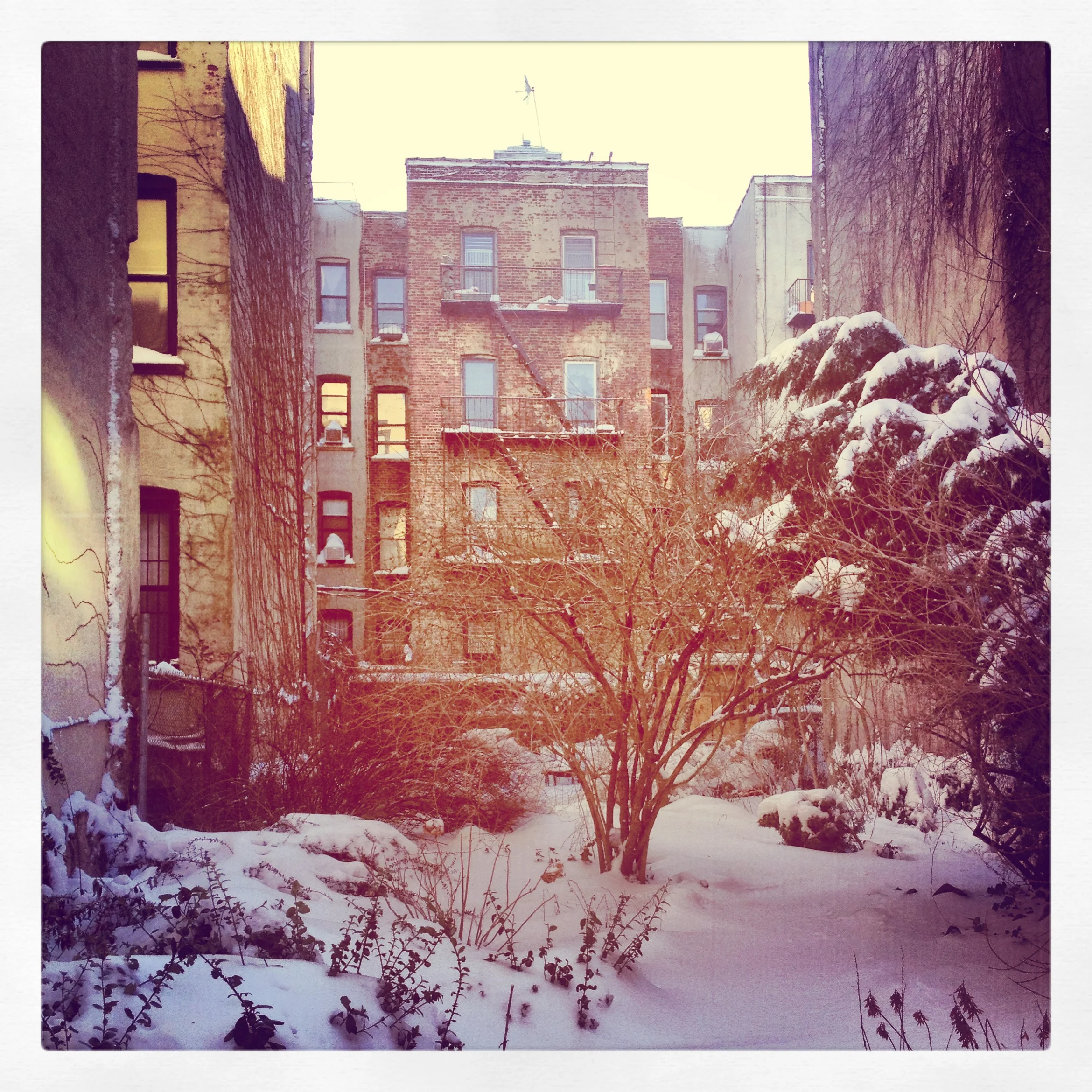 Snowy Community Garden
