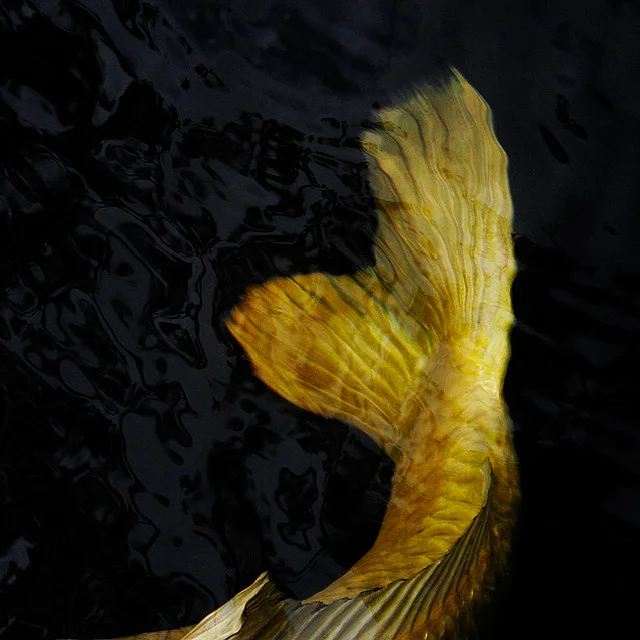 Koi I Ise, Japan © Alan Wentworth
