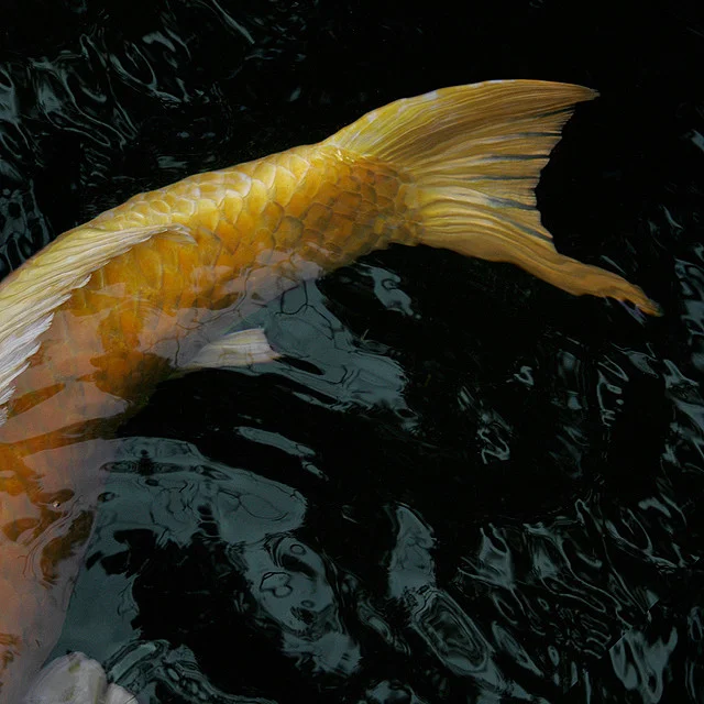 Koi II Ise, Japan © Alan Wentworth 