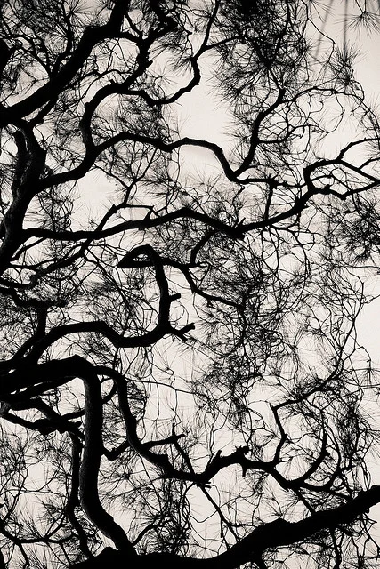 Temple Branches Kyoto, Japan © Alan Wentworth