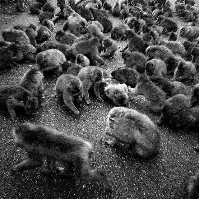 Polite Society A gathering of Saru Izu, Japan © Alan Wentworth 