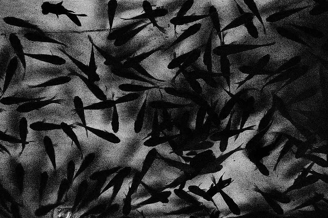 Fish in a Bucket Kakegawa, Japan © Alan Wentworth