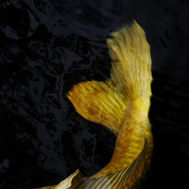   Above is a detail of an image selected by the restaurant. The image is titled "Koi I", which I took at a Shrine in Ise, Japan.   Chiso Kappo is an upscale Japanese Restaurant in Seattle's Fremont neighborhood.&nbsp;I provided two large framed print