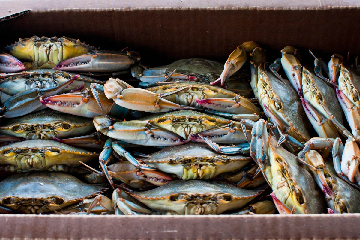 soft-shell-crabs.jpg