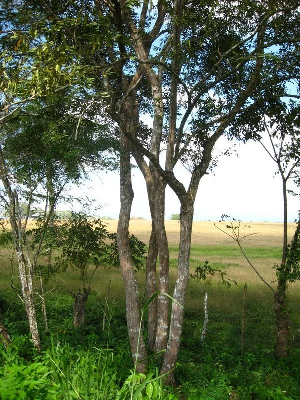 Cocobolo (Dalbergia retusa)