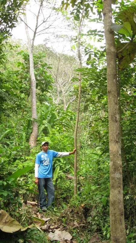 Almendro (Dipteryx oleifera)