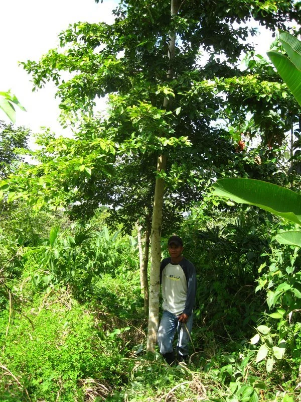 panama-wood-yellow-wood.jpg