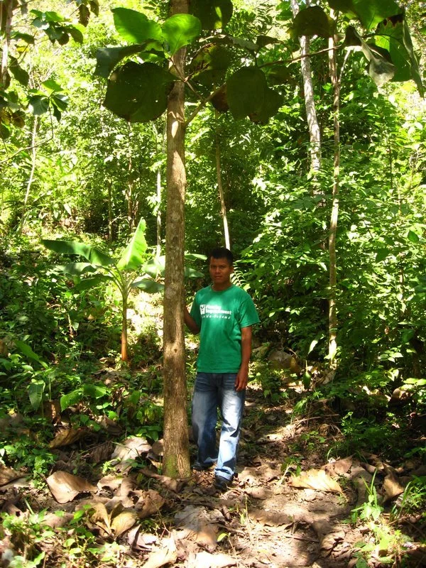 panama-wood-teak.jpg