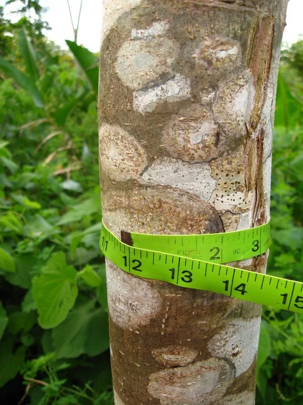 panama-wood-zapatero.jpg