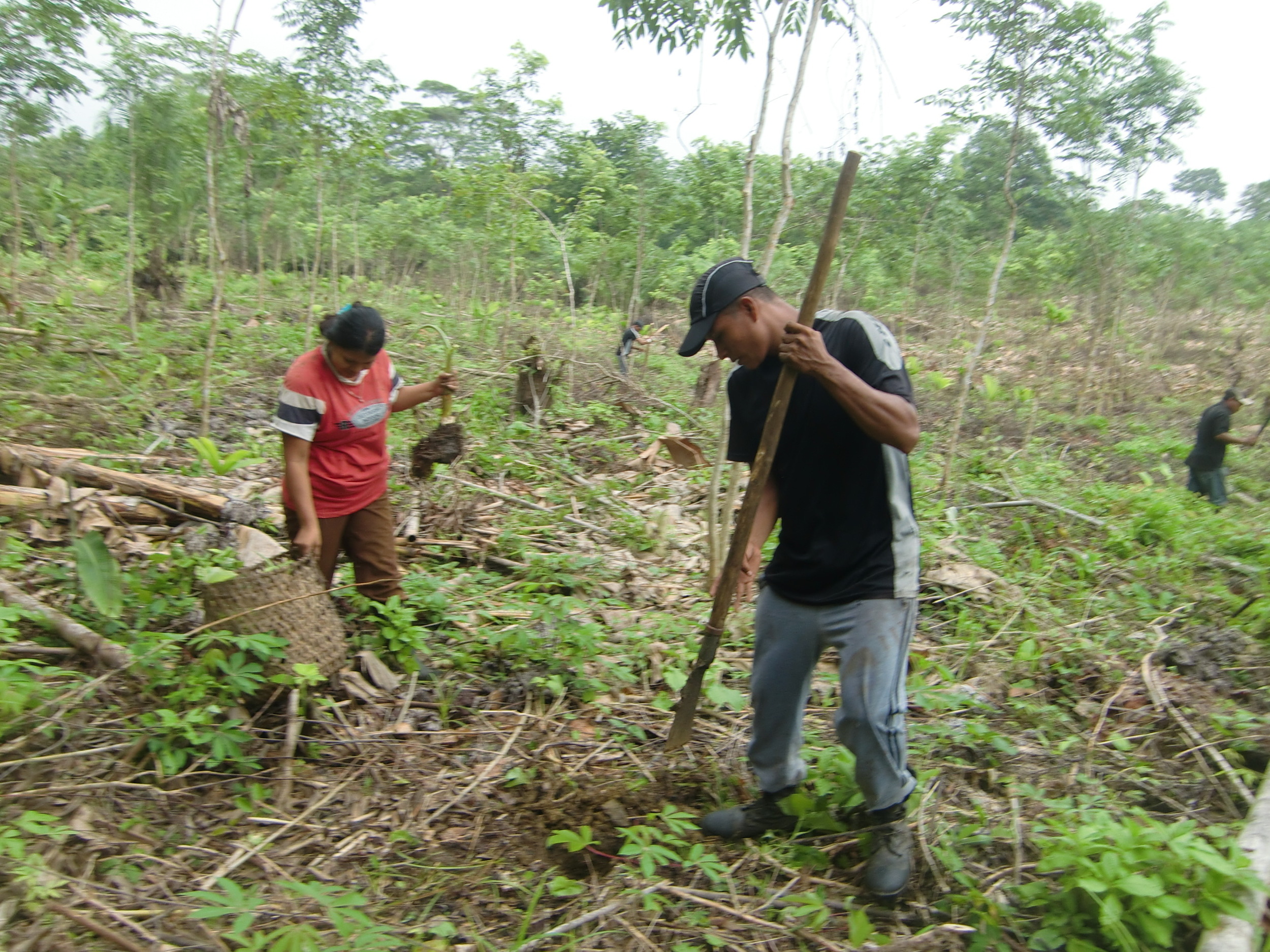Workers in Arimae dig holes to plant plantain trees