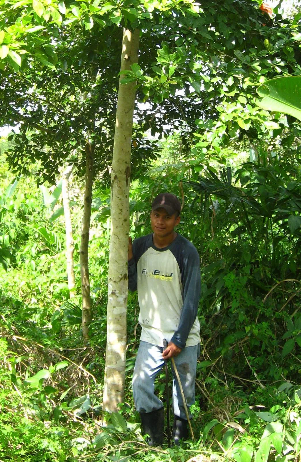 We let the understory regenerate between rows of trees to increase biodiversity and reduce the need for pesticides.