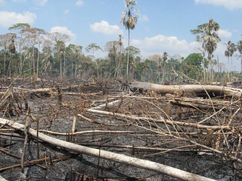 Subsistence deforestation in rural Panama