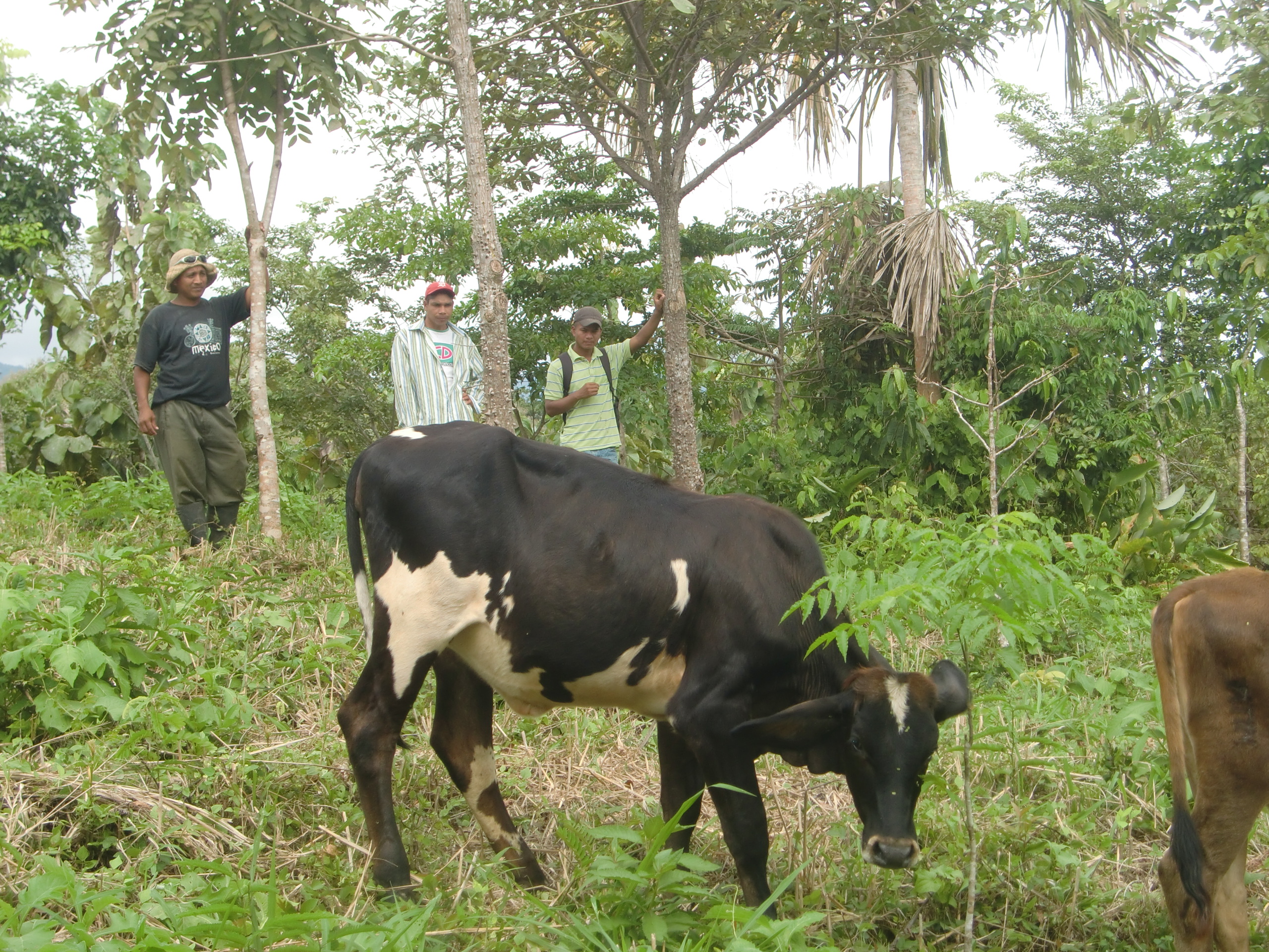 A silvopastoral experiment: cows and trees