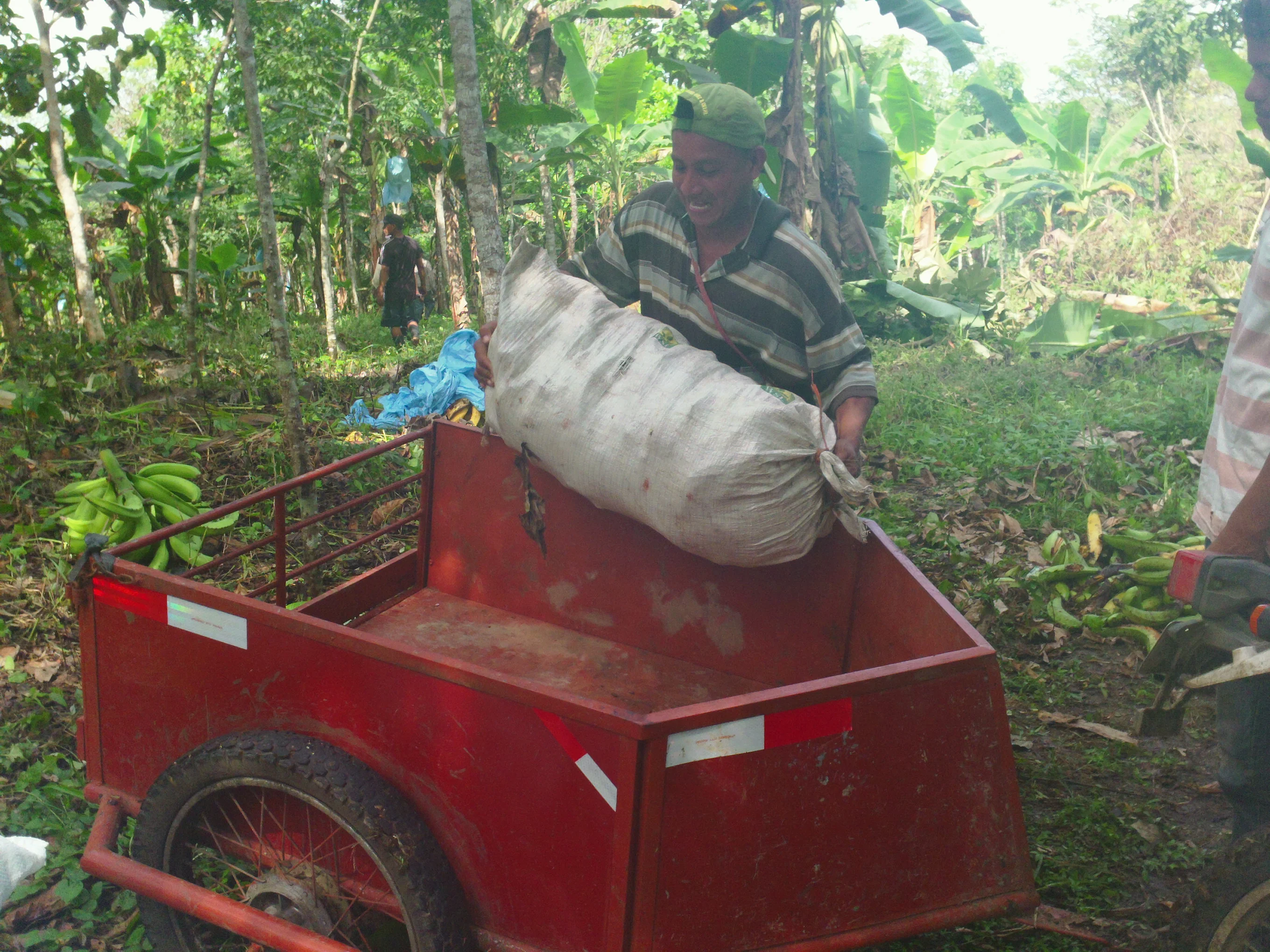 Locally Sourced Plantains for Indigenous Congress