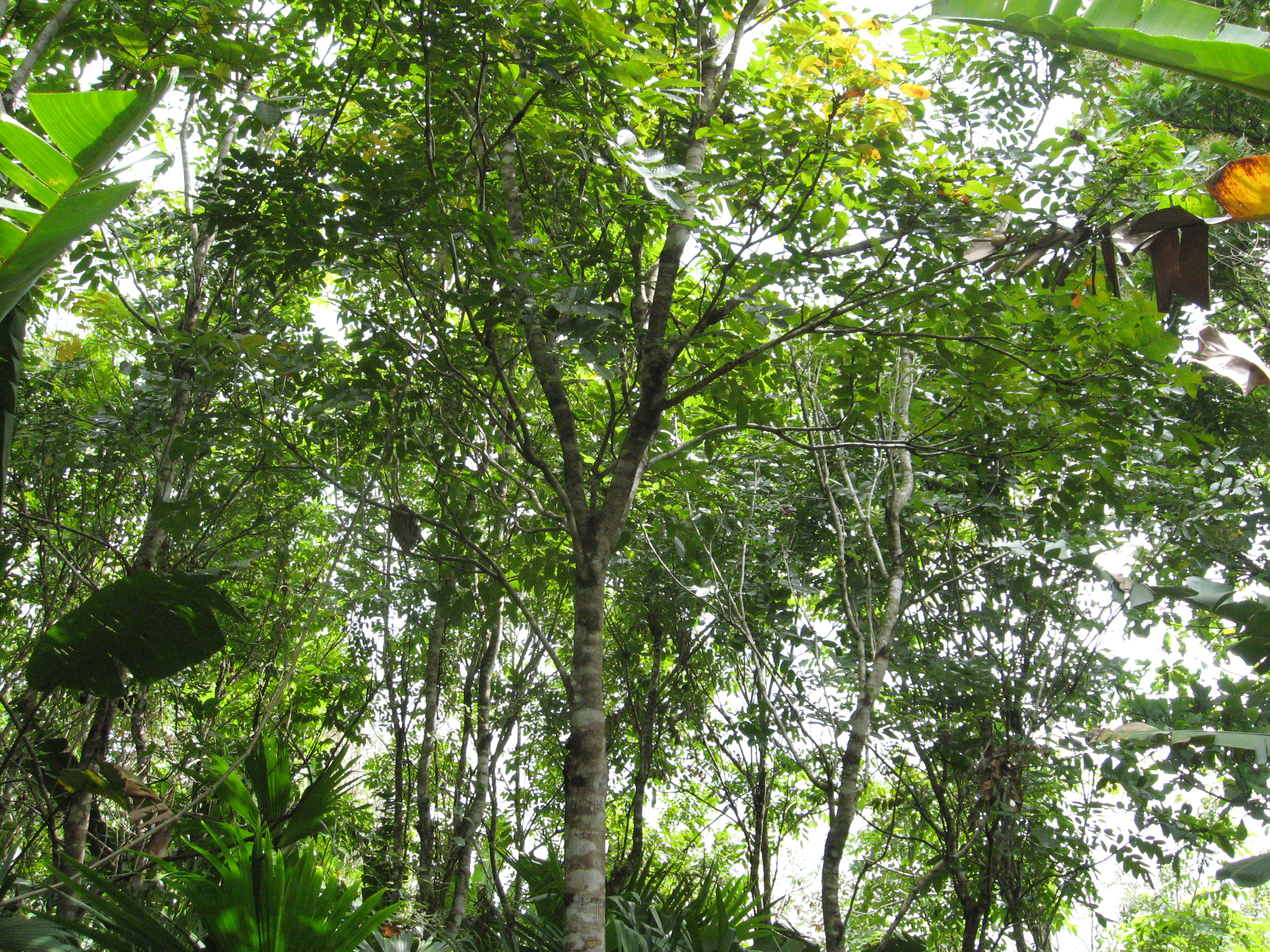 REDD+ Developments at UN Climate Change Conference