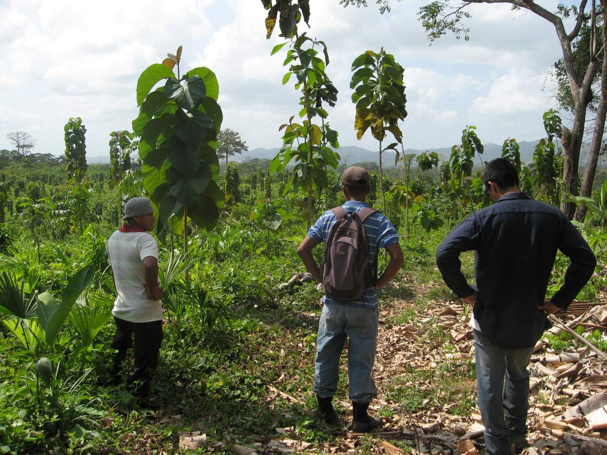  Surveying the 2012 planting in Arimae 