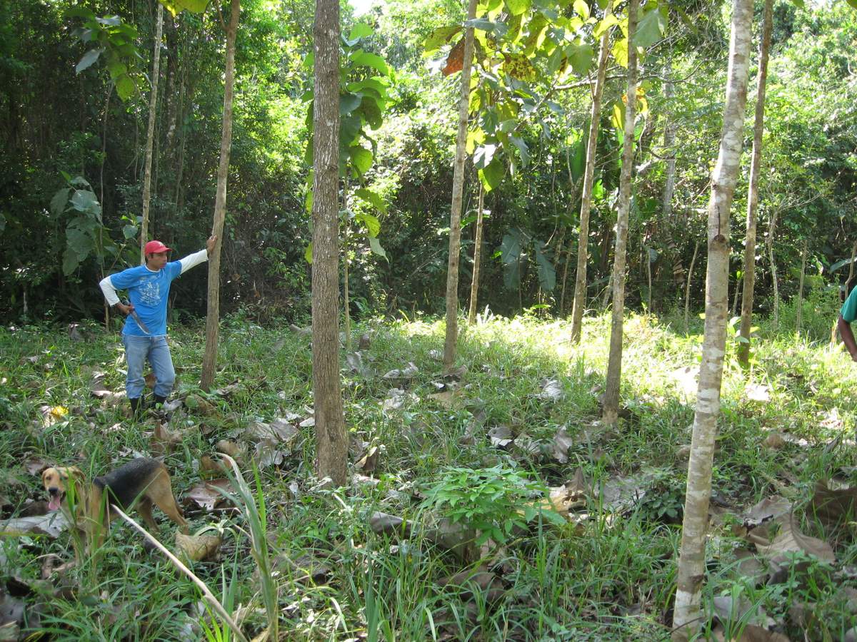  Jose "Ino" standing with teak and mahogany trees in Nuevo Paraiso finca #2 