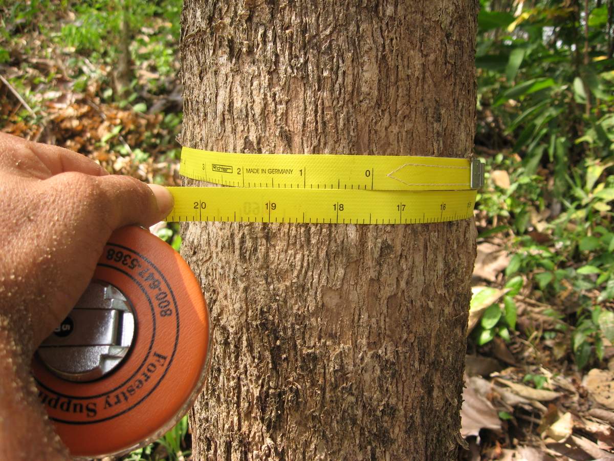  Measuring diameter growth of a six and a half year old teak tree in Nuevo Paraiso finca #1 