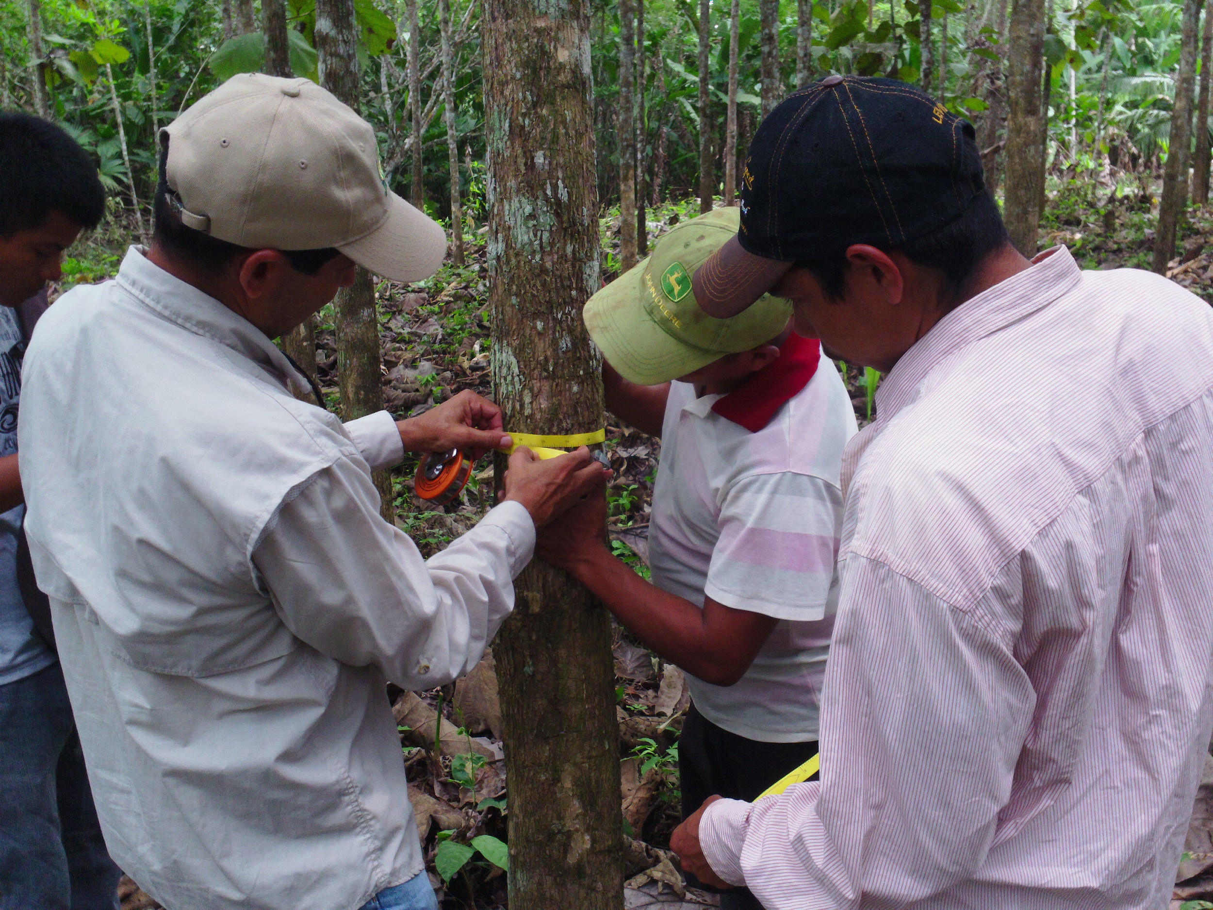  Carlos shows the team how to take tree diameter measurements. 