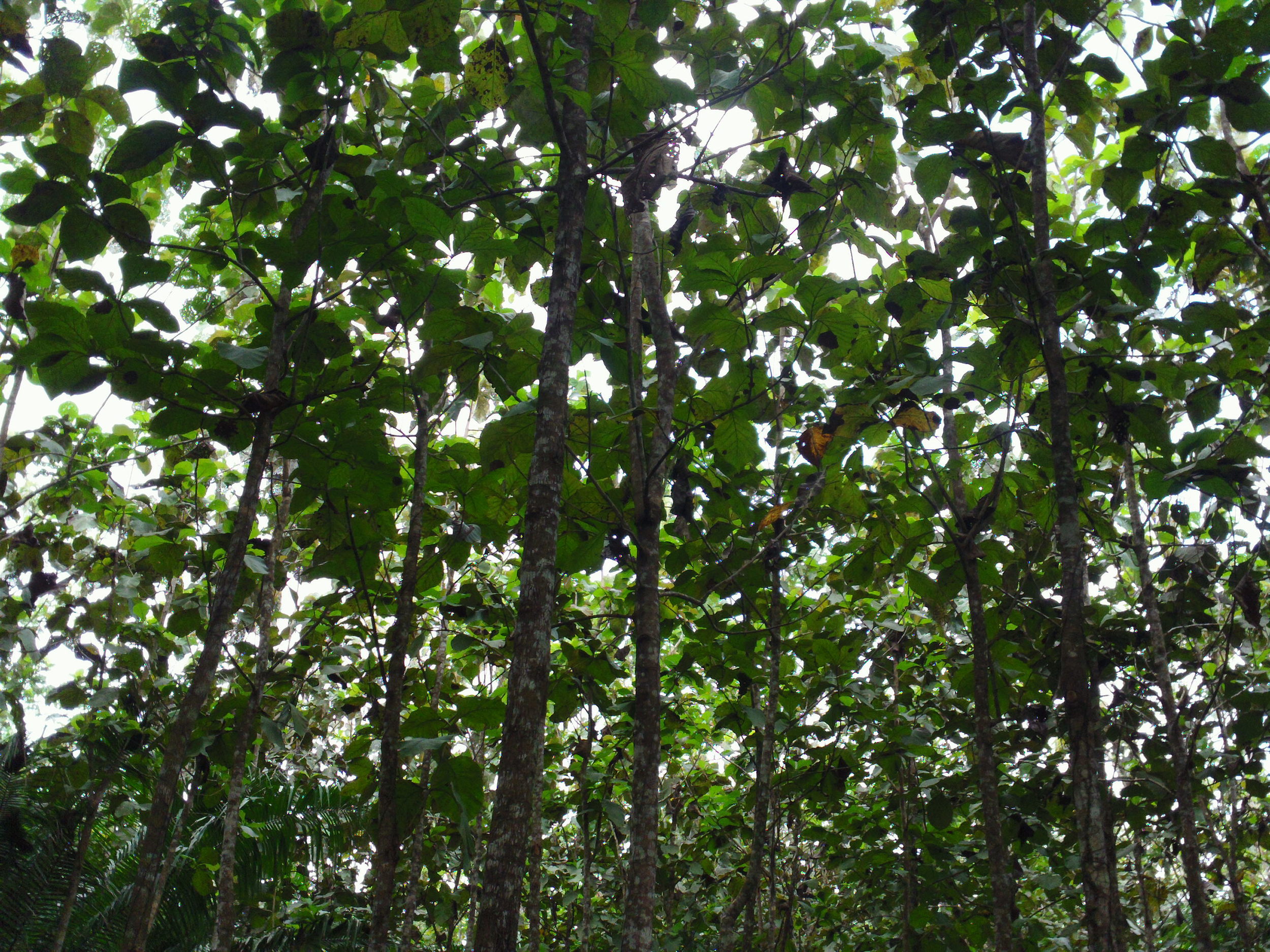  The crowns of a stand of teak trees begins to close, meaning they need to be thinned 