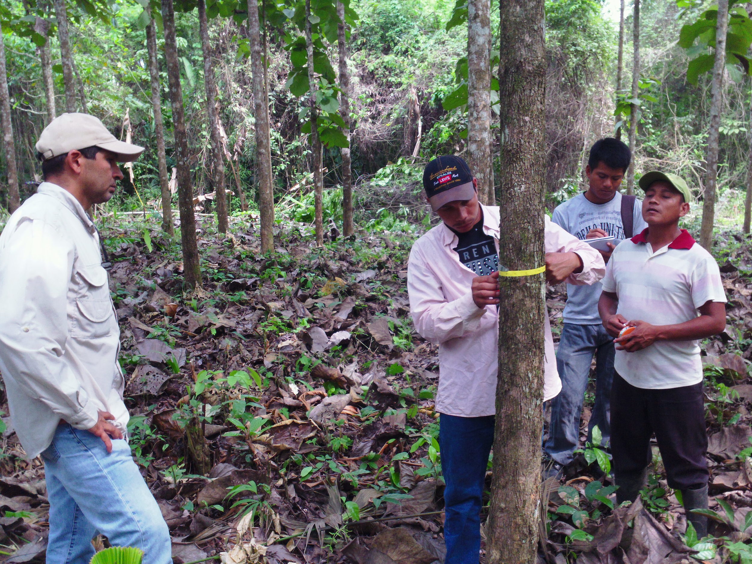  Ino takes the diameter measurement of a teak tree 