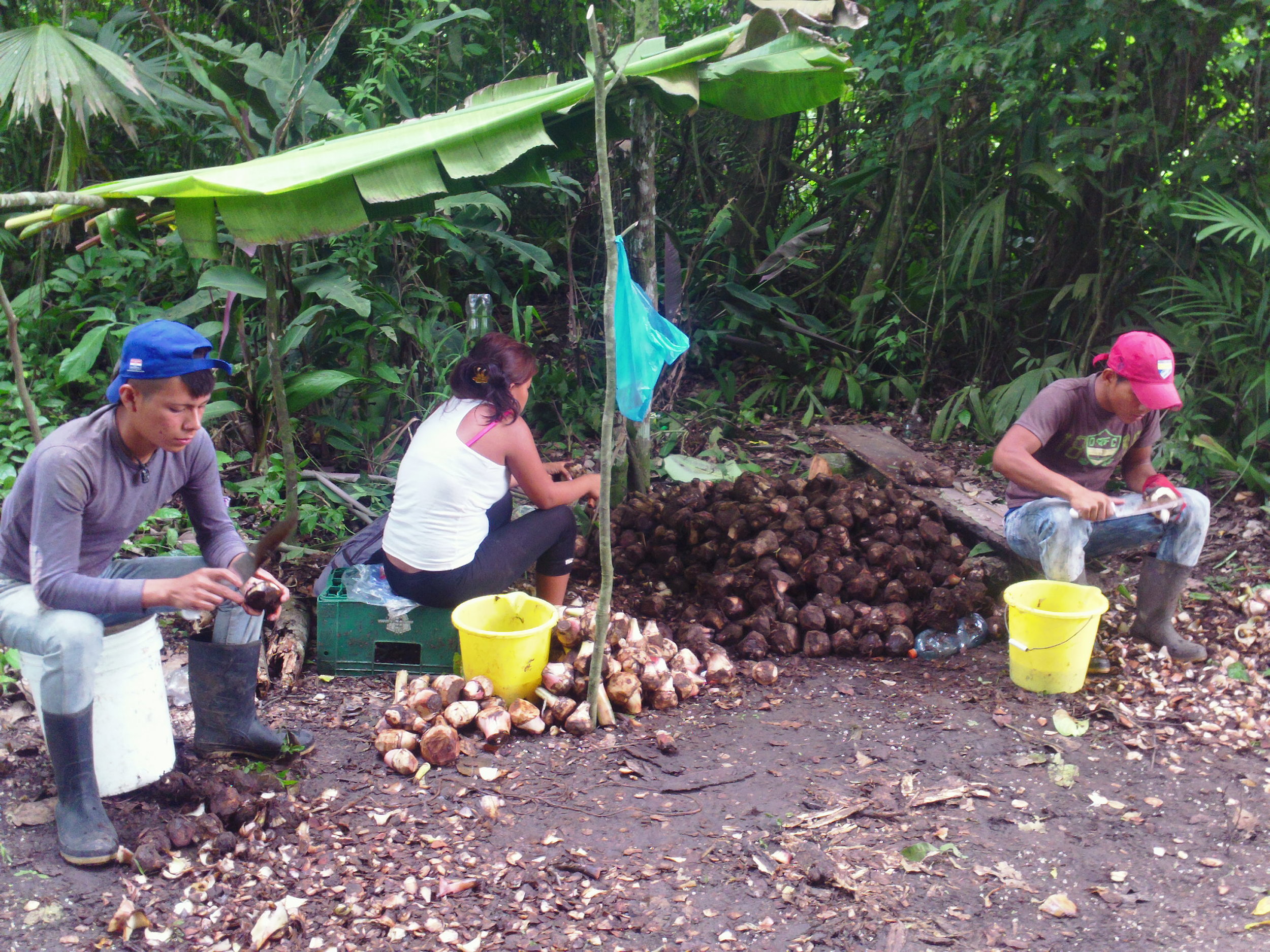    Peeling the plantain seed before being planted   