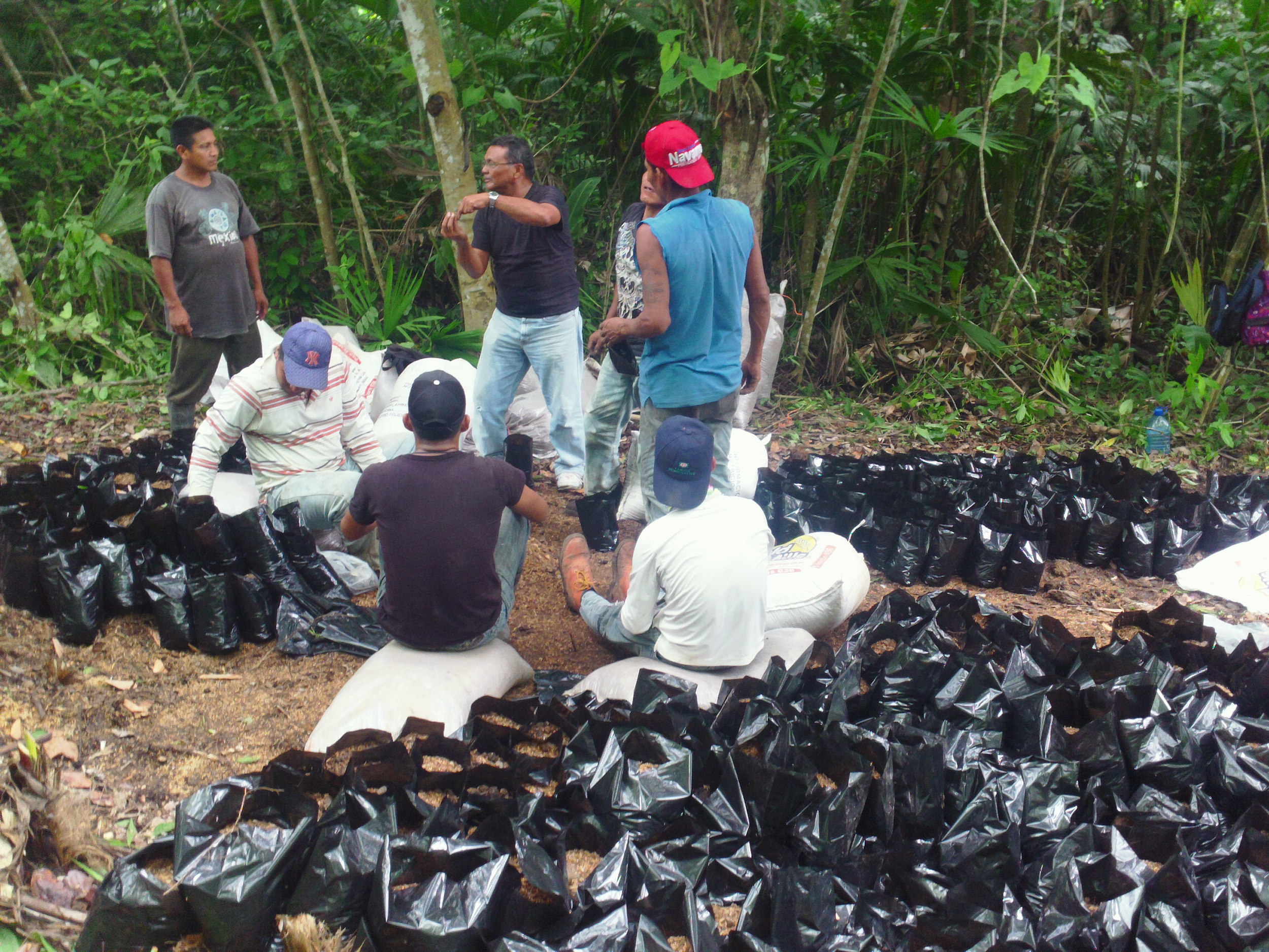    A plantain expert explains how to plant the plantain seed in bags   