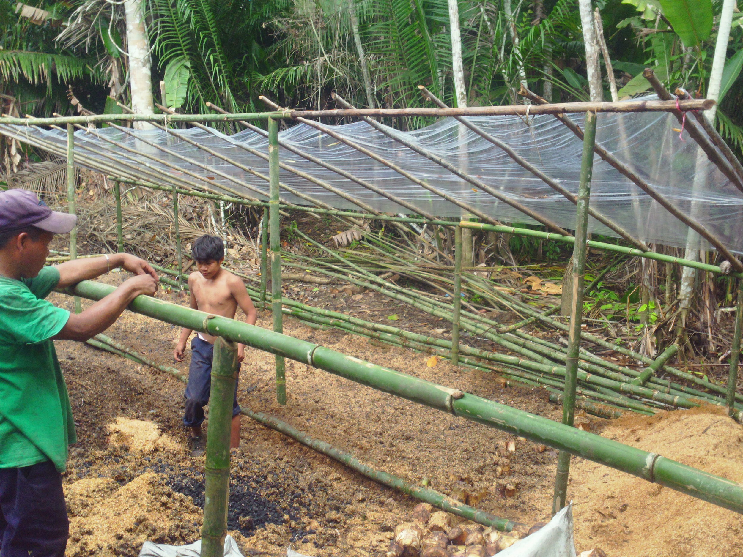    Temporary nursery set up to incubate plantain stalks before transplanting   