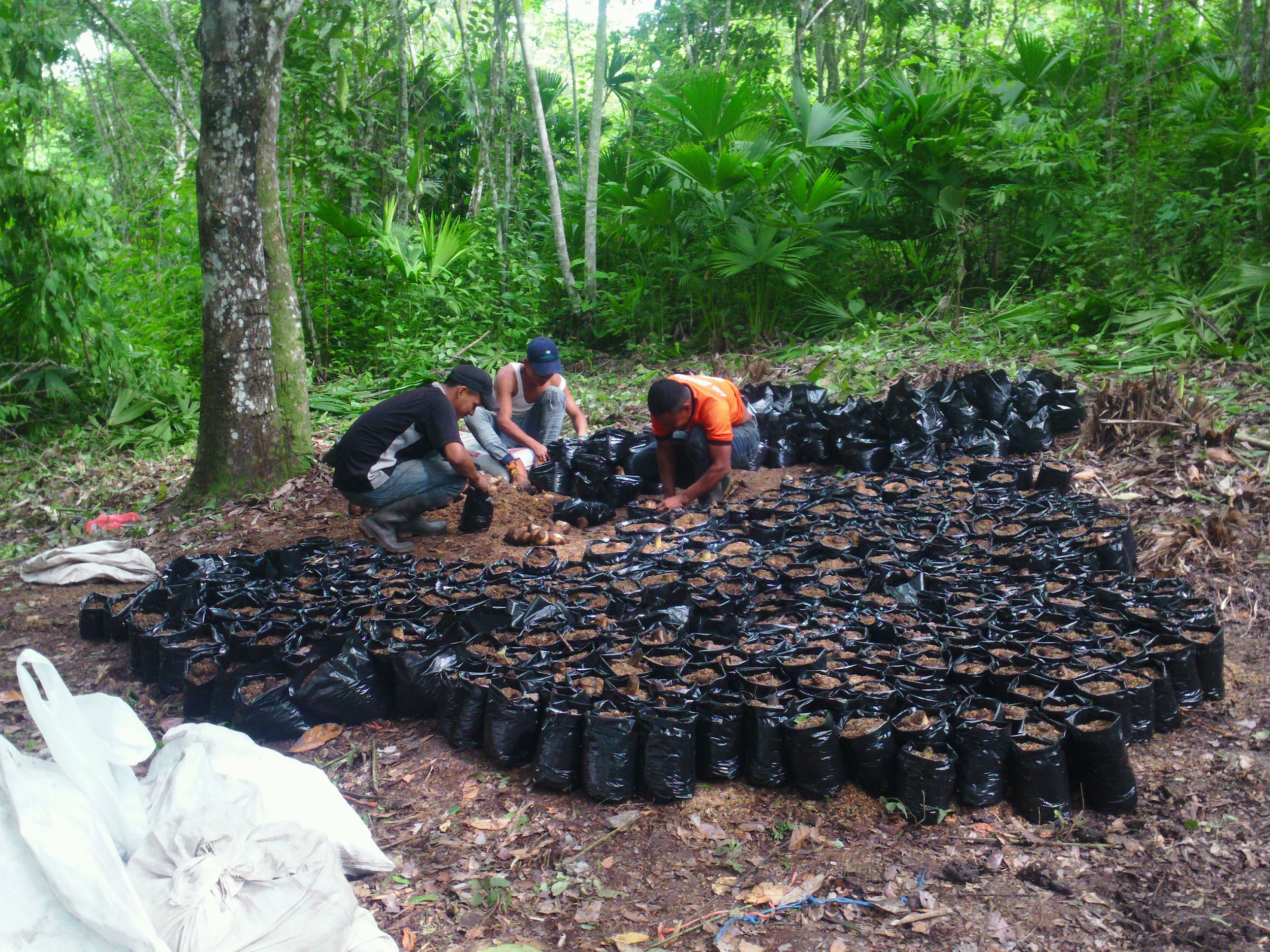    This many plantain trees will produce a lot of patacones   