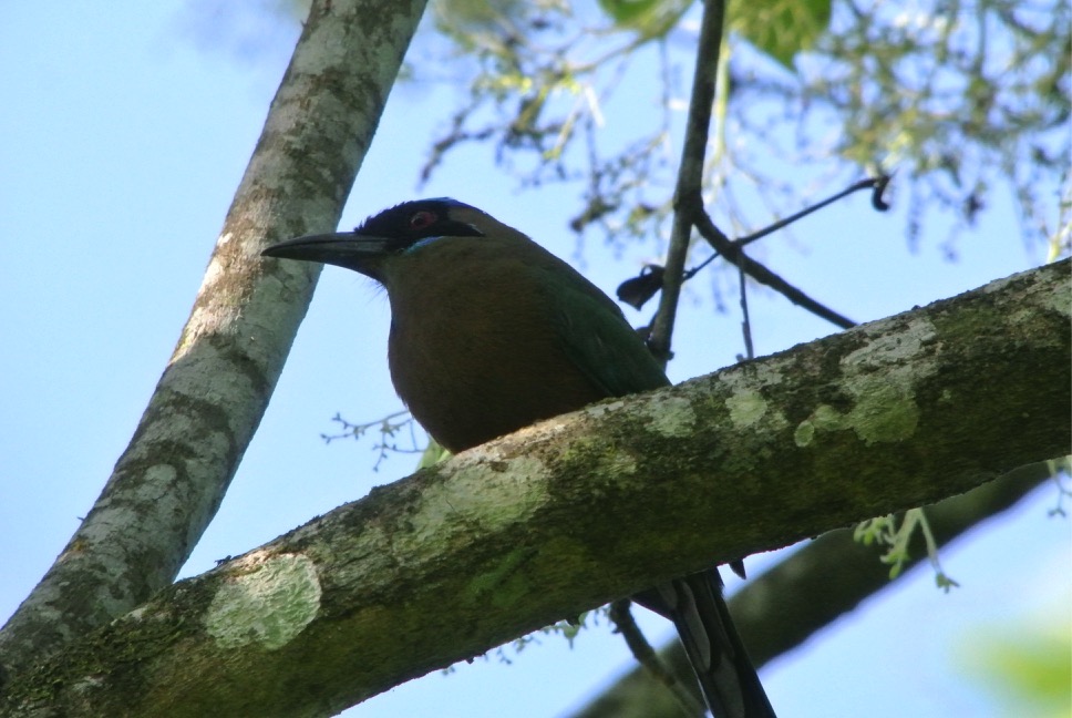 Blue-Crowned Motmot