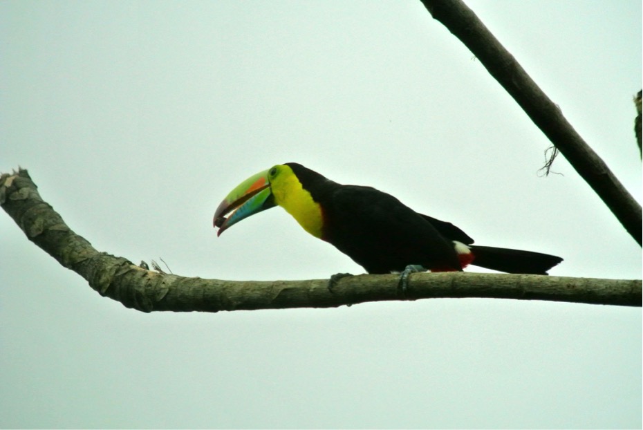 Keel-Billed Toucan