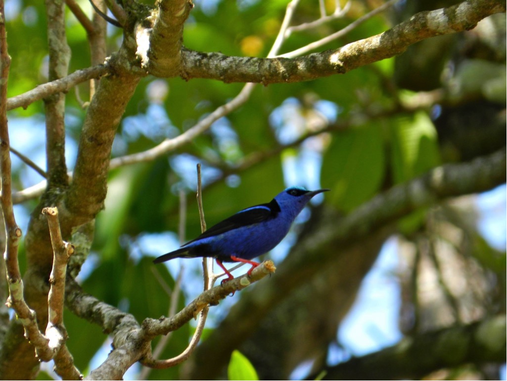 Red-Legged Honeycreeper