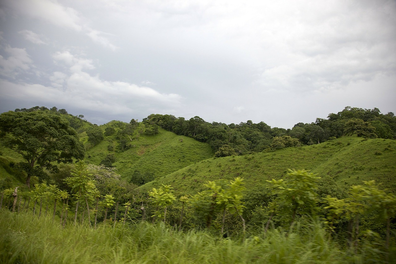 Deforestation and conversion to cattle pasture in Panama