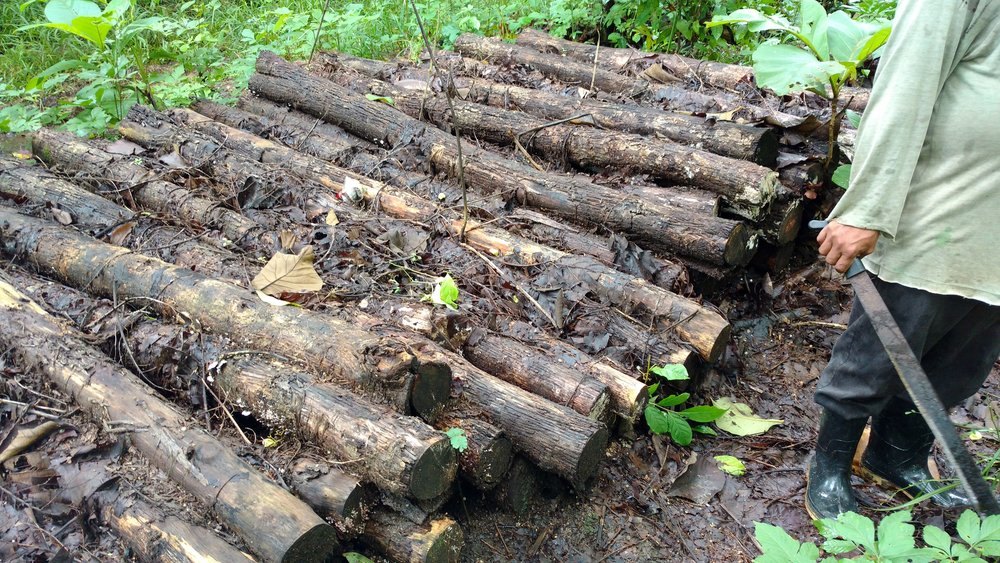  Teak logs piled in Arimae from the raleo last year 