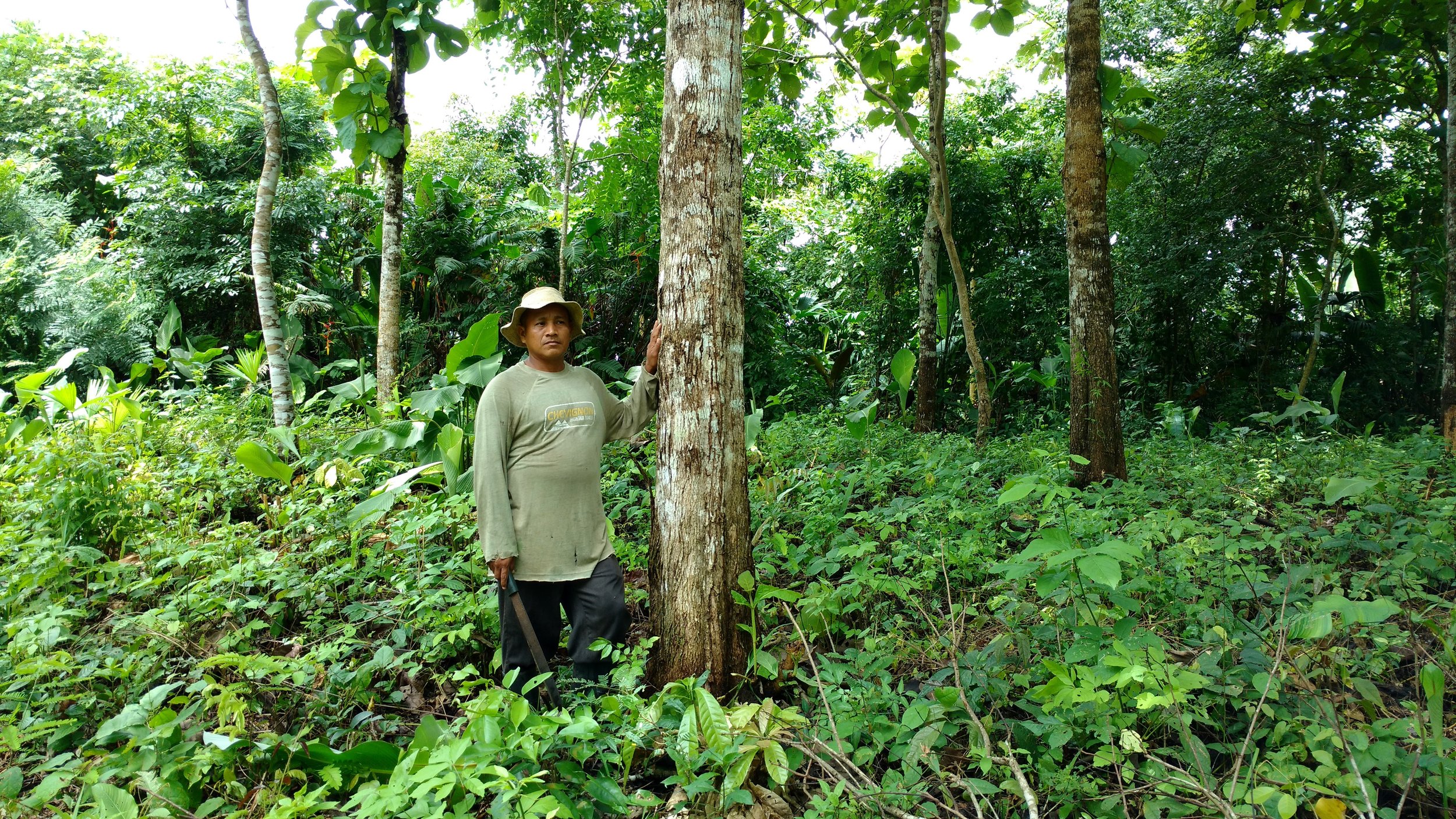  Yem standing with a 8-9 year old teak tree in Arimae 