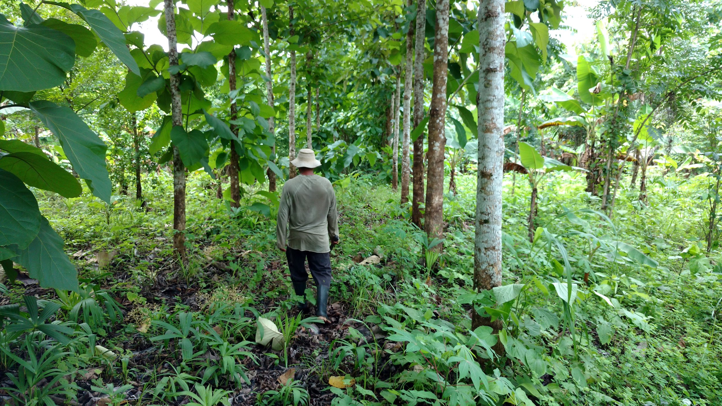  Yem walking through the teak in the 2012 finca in Arimae 