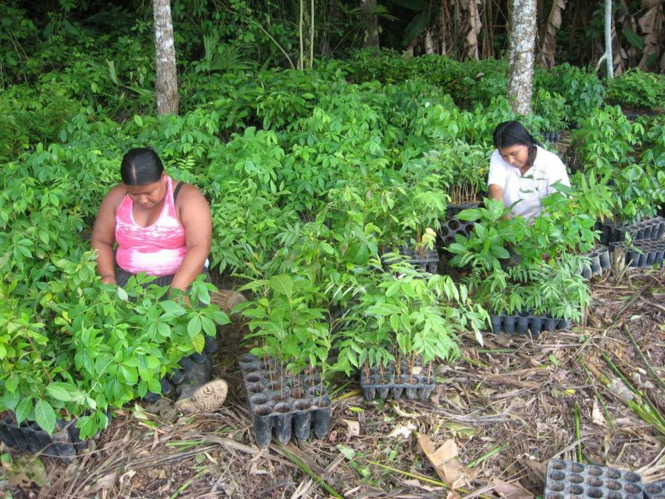 Women sorting saplings for the 2012 planting in Arimae