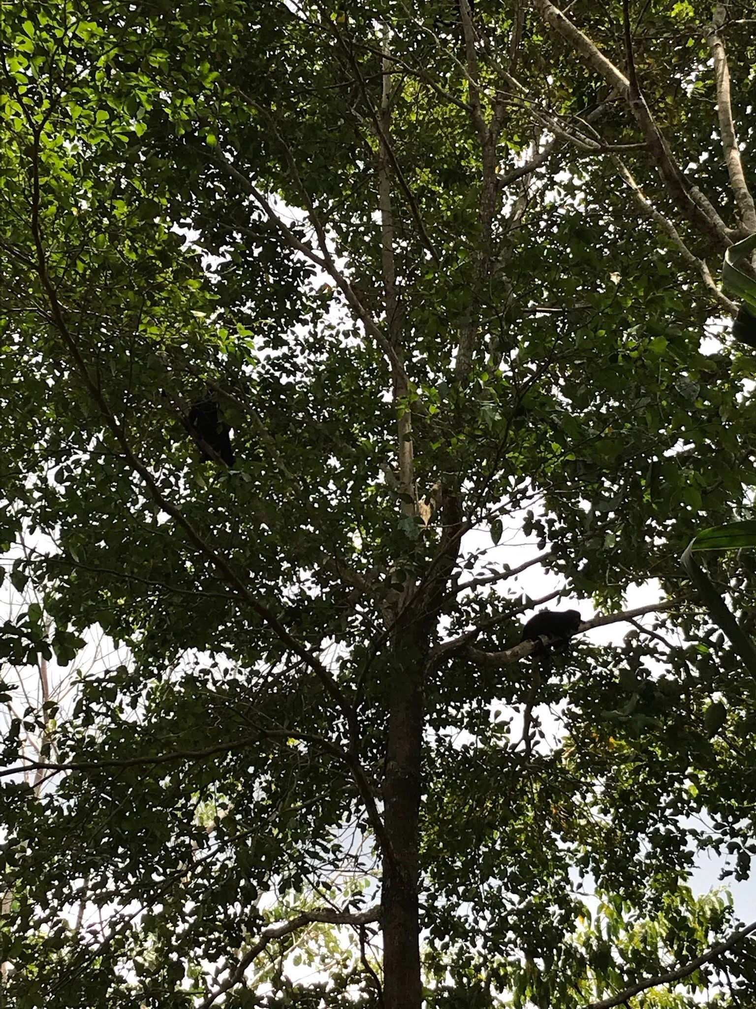 Howler monkeys playing in the trees