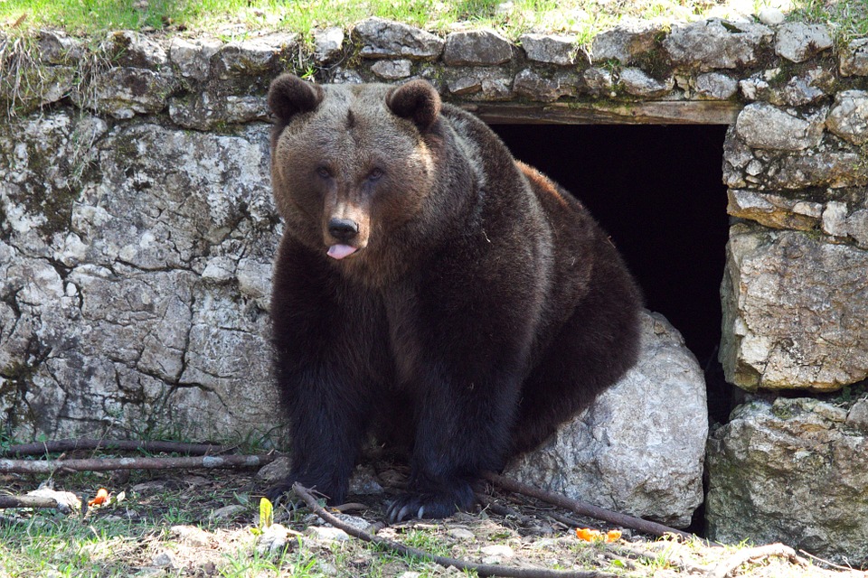 Bear Cheyenne Mountain Zoo
