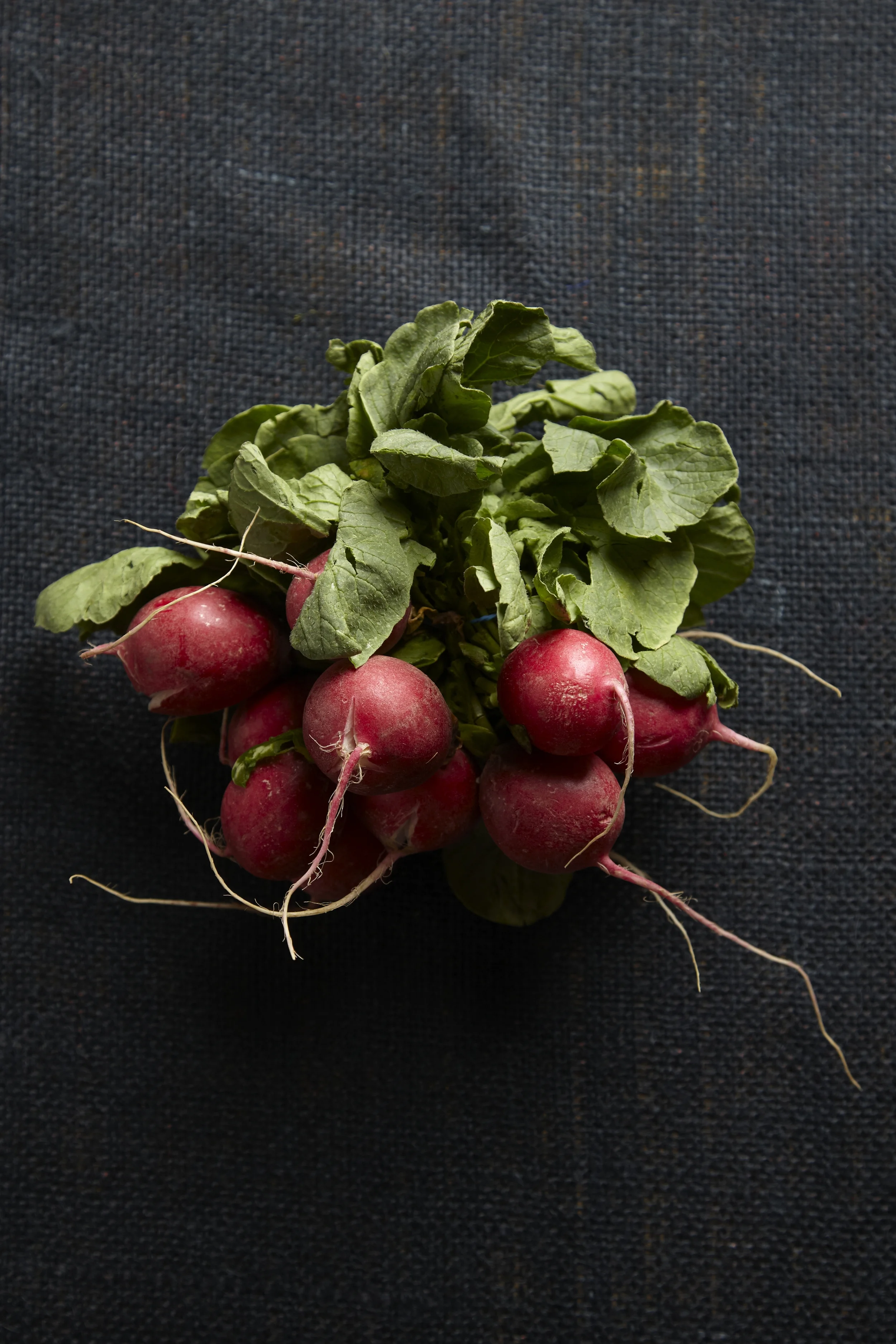 RADISHES_0011.jpg