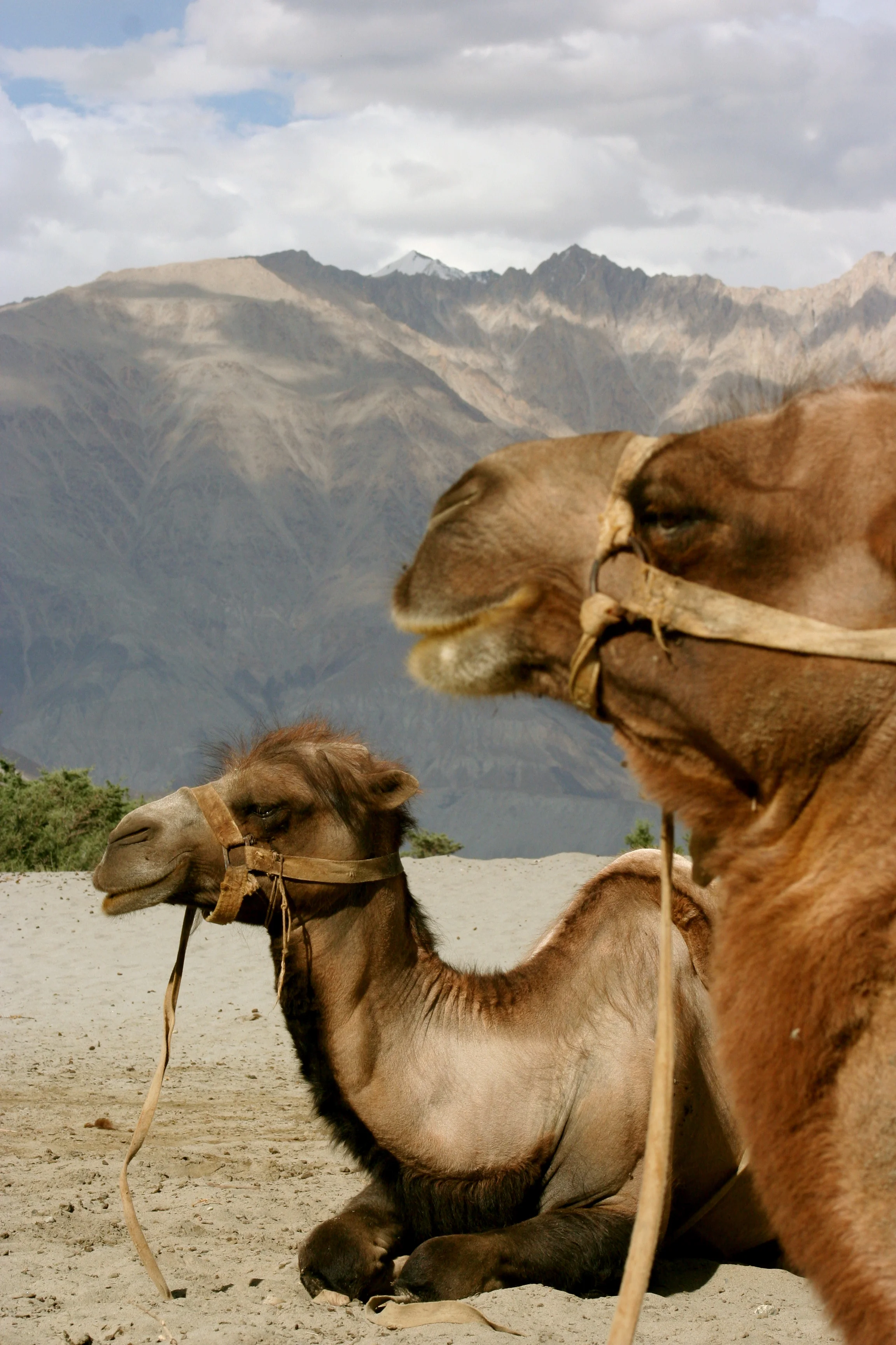 Ladakh July 9, 2008-185.JPG