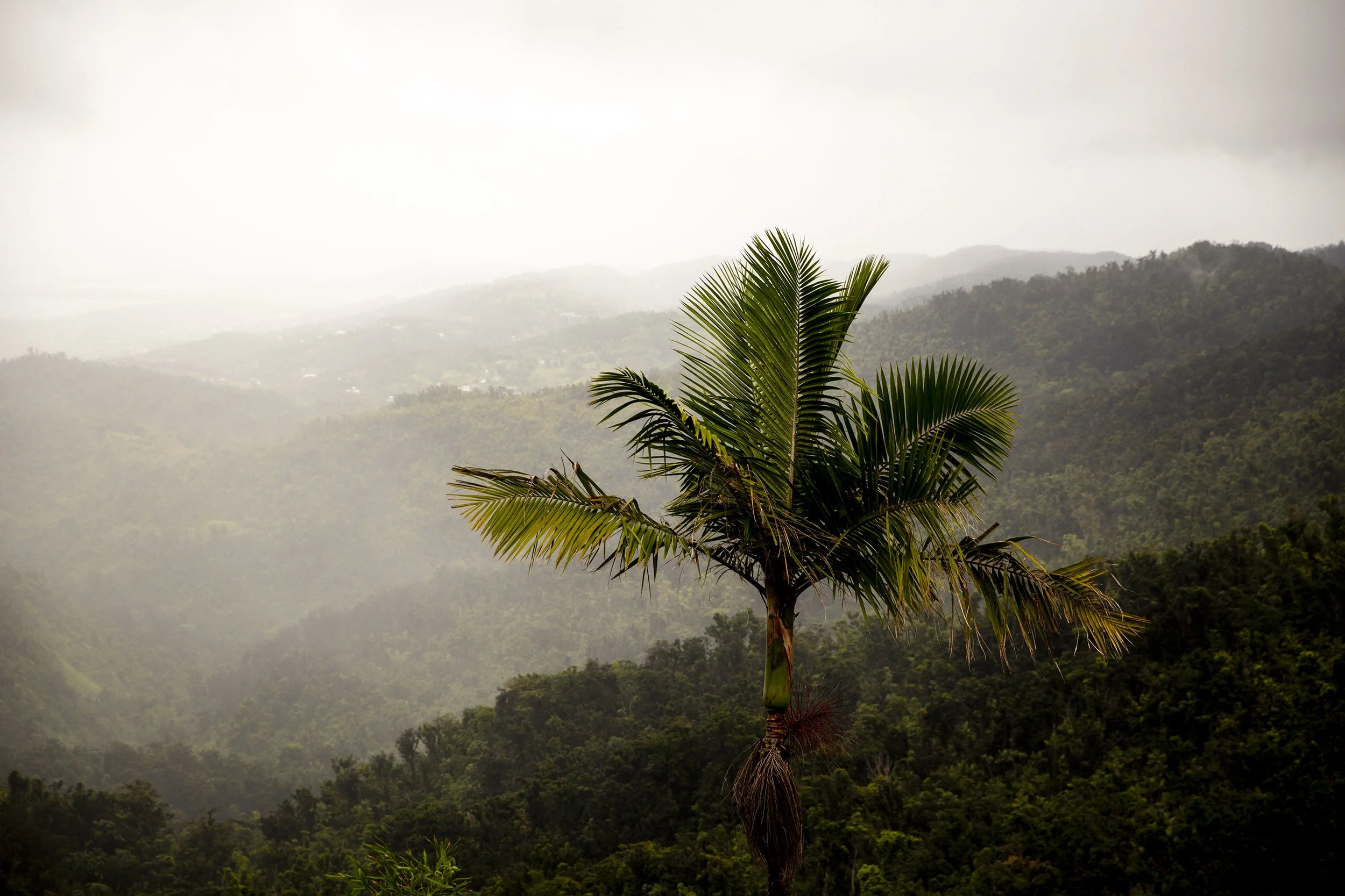 PR_Palm_Mist1.jpg