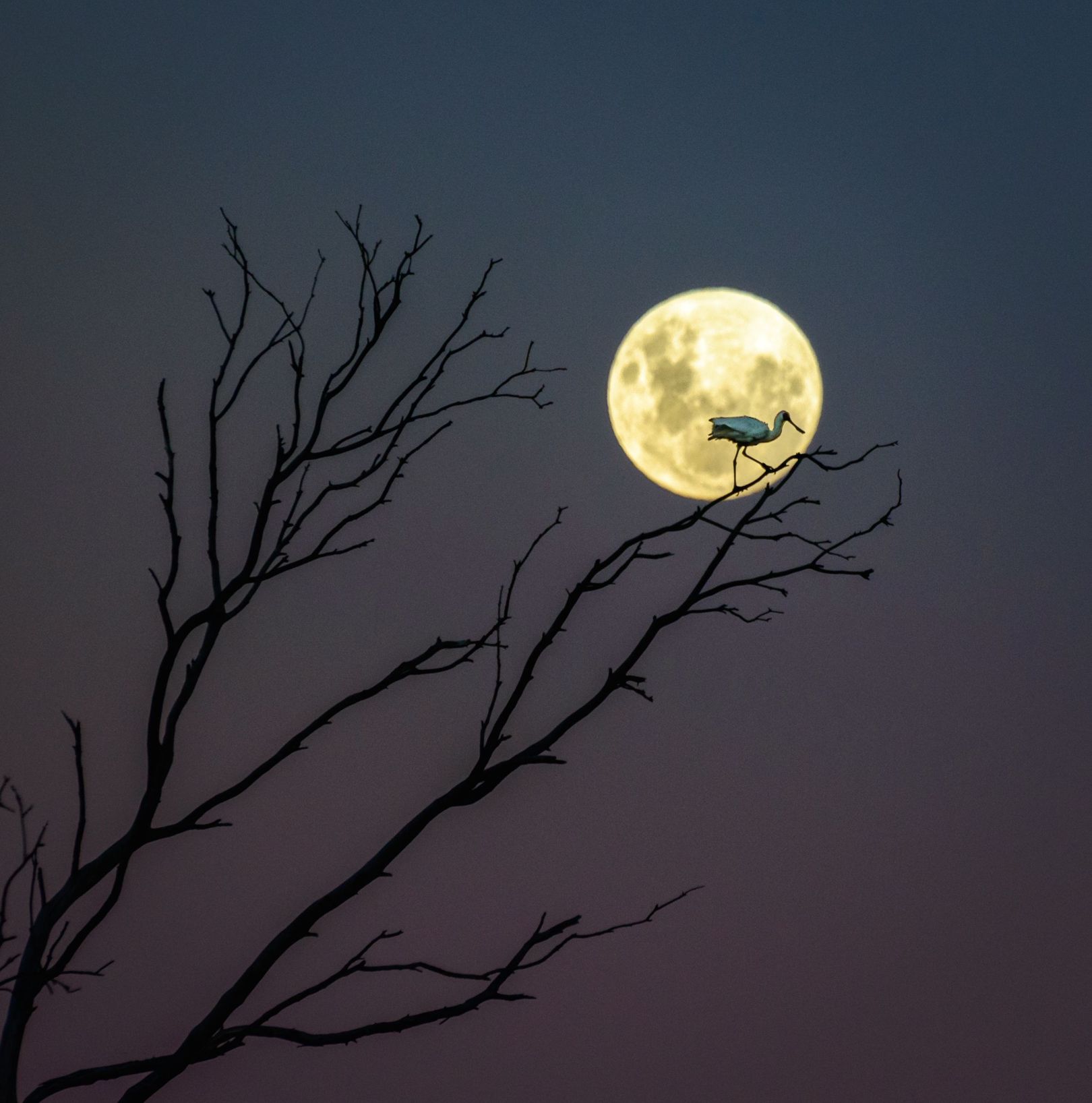 fork space moon.jpeg
