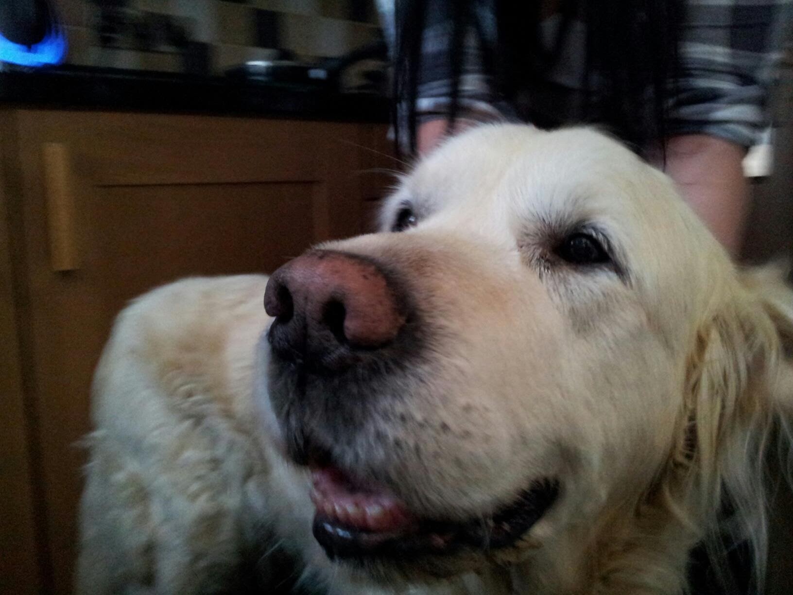 No real reason for uploading this picture here, except because I love dogs and miss my oldie Goldie - Digby.