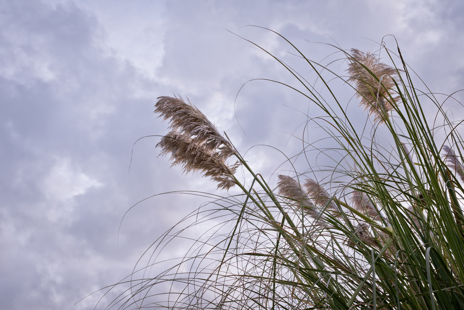 2012_10_28_Pampas_Grass.jpg