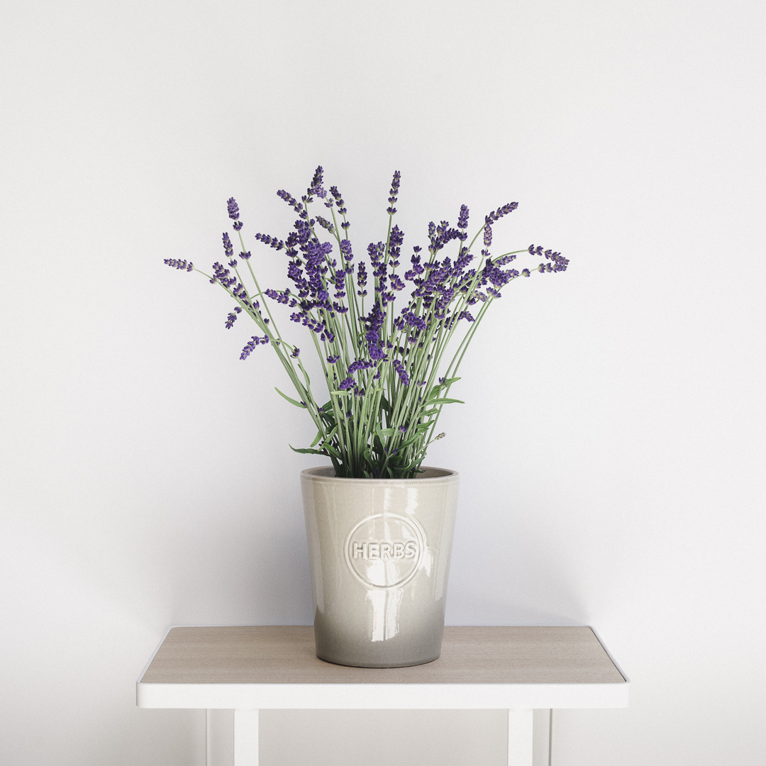 20180616-untitled shoot-8195.jpg