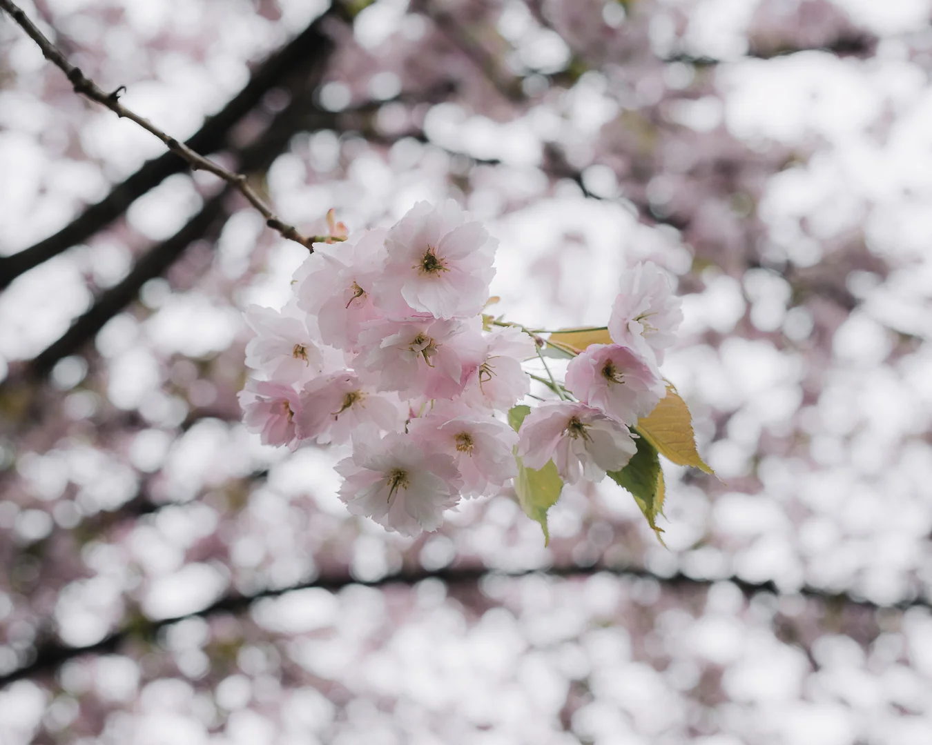 20190414-untitled shoot-5576.jpg