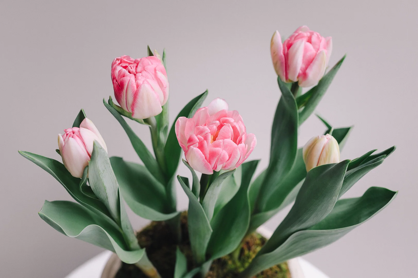 20190414-untitled shoot-5521.jpg