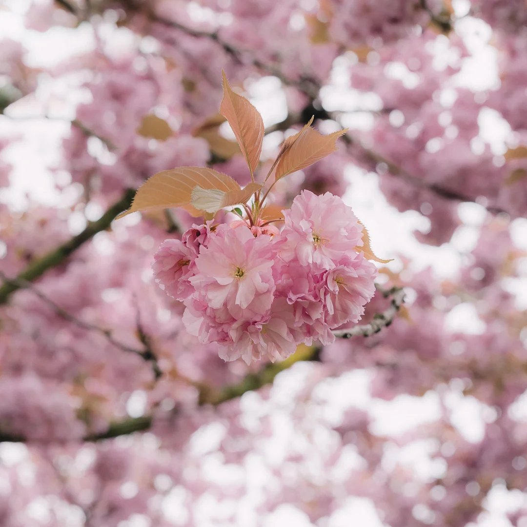 20190419-untitled shoot-5708.jpg