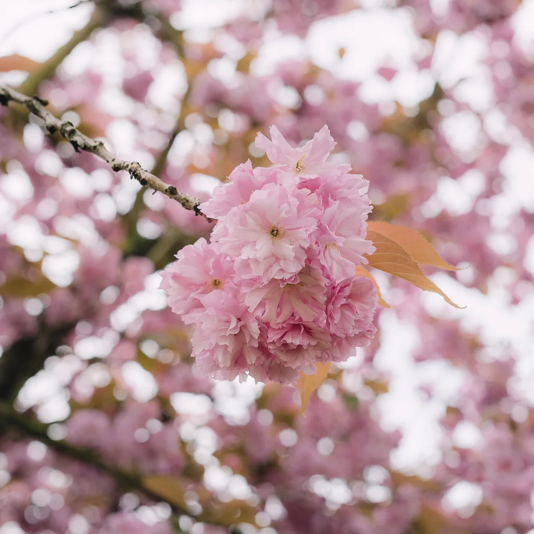 20190419-untitled shoot-5718.jpg